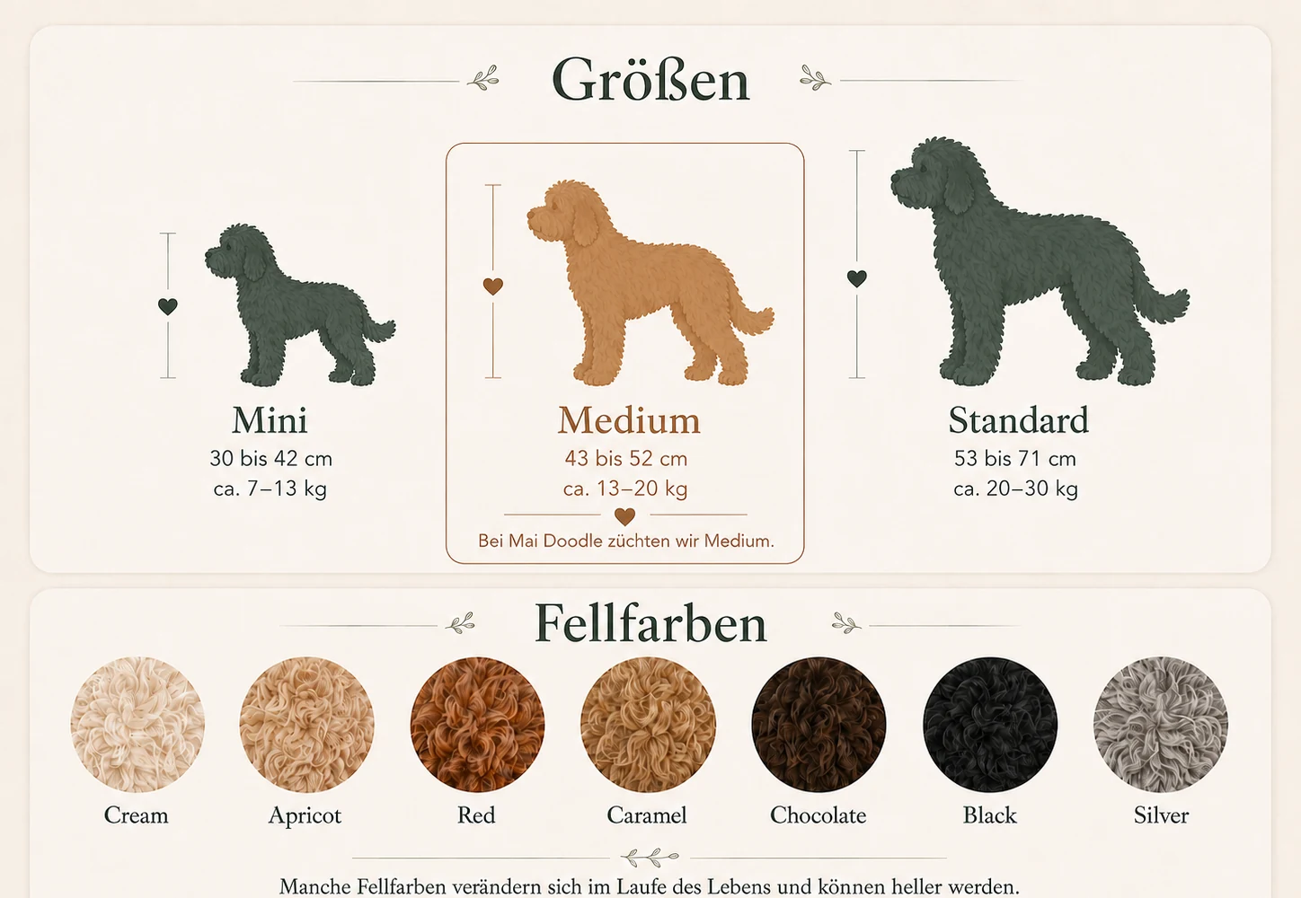 Übersicht der Größen Mini, Medium und Standard sowie typischer Fellfarben des Australian Labradoodle