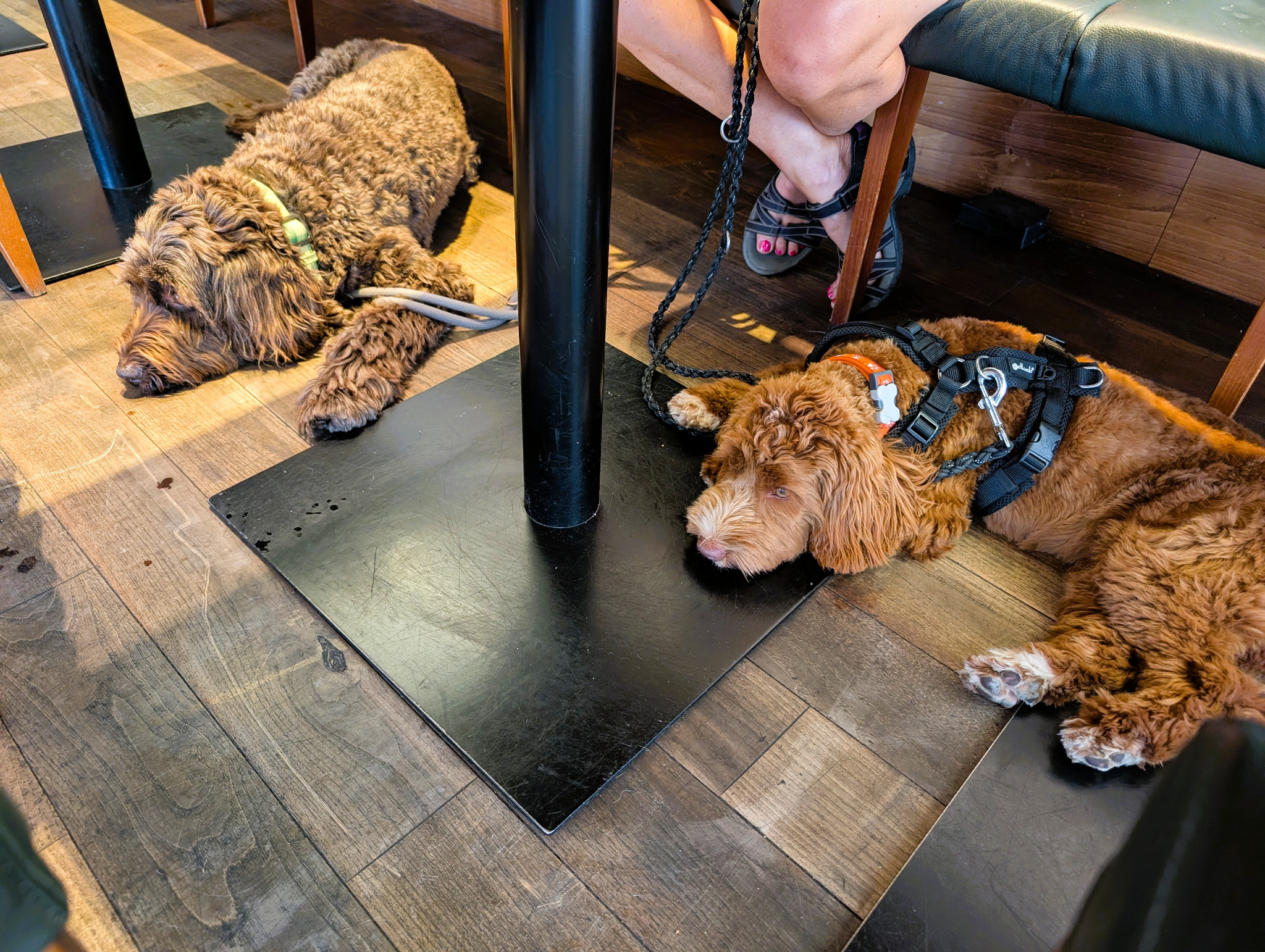 Hazel und Maroni entspannt unter dem Tisch im Cafe