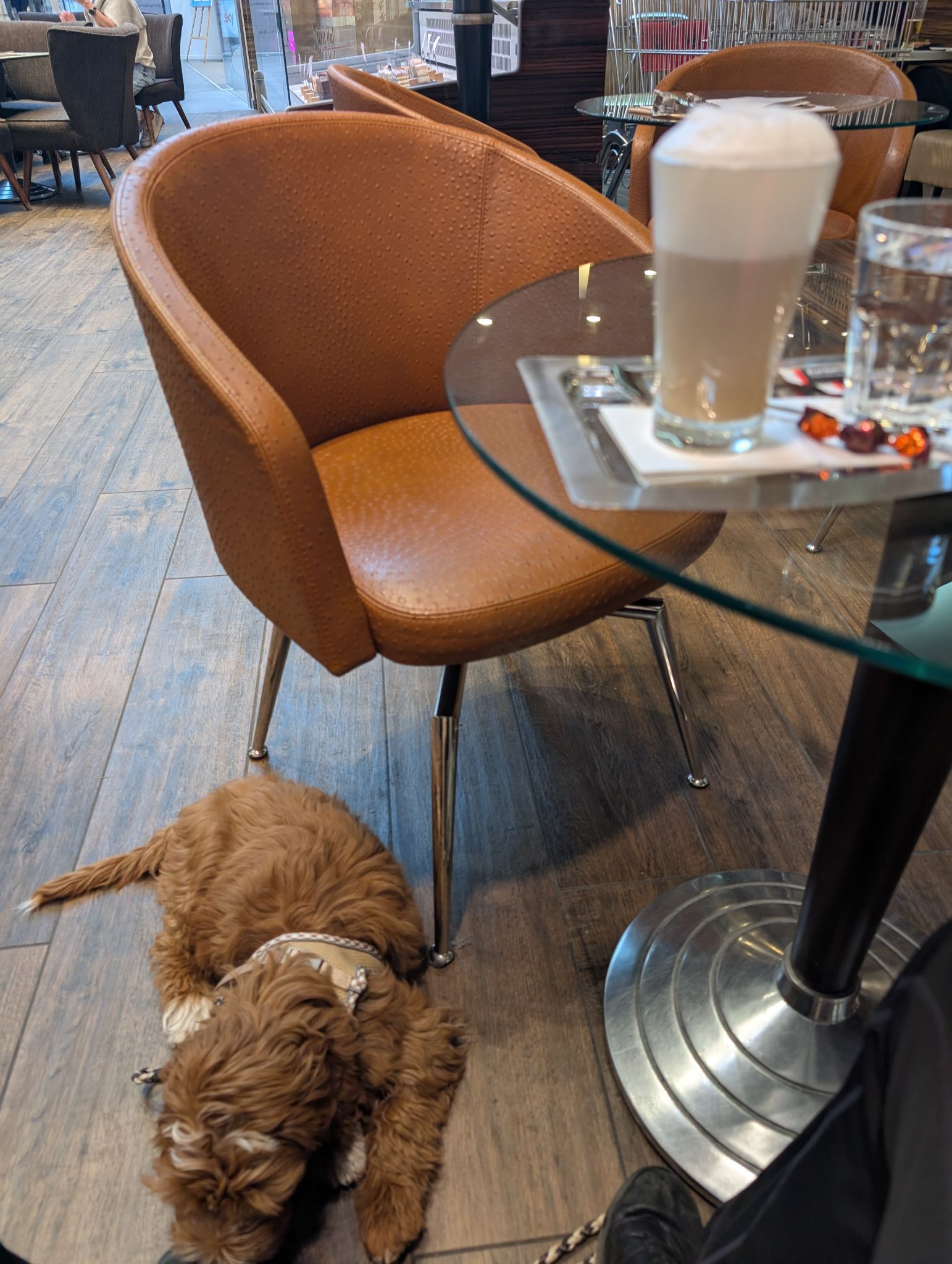 Hazel liegt ruhig neben dem Cafetisch