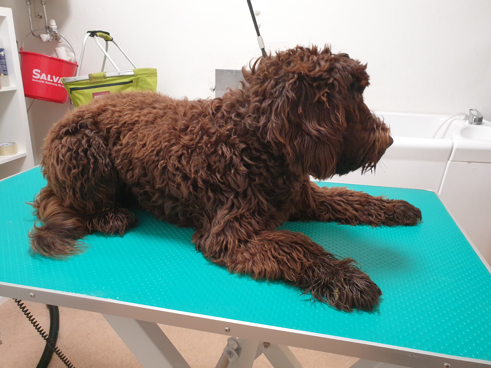Maroni beim Hundefrisör