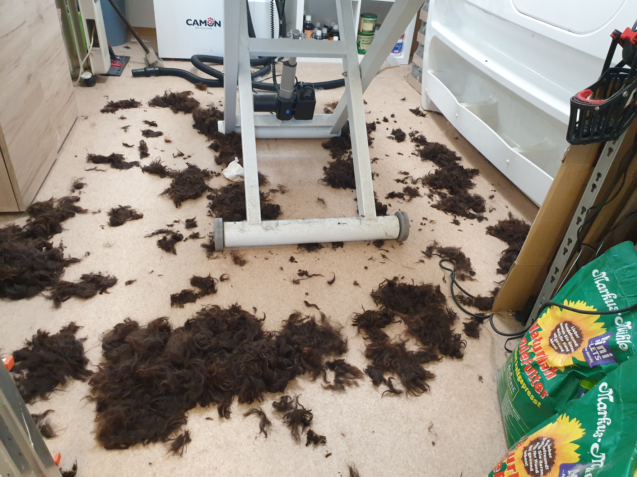Nach dem Haarschnitt beim Hundefrisör