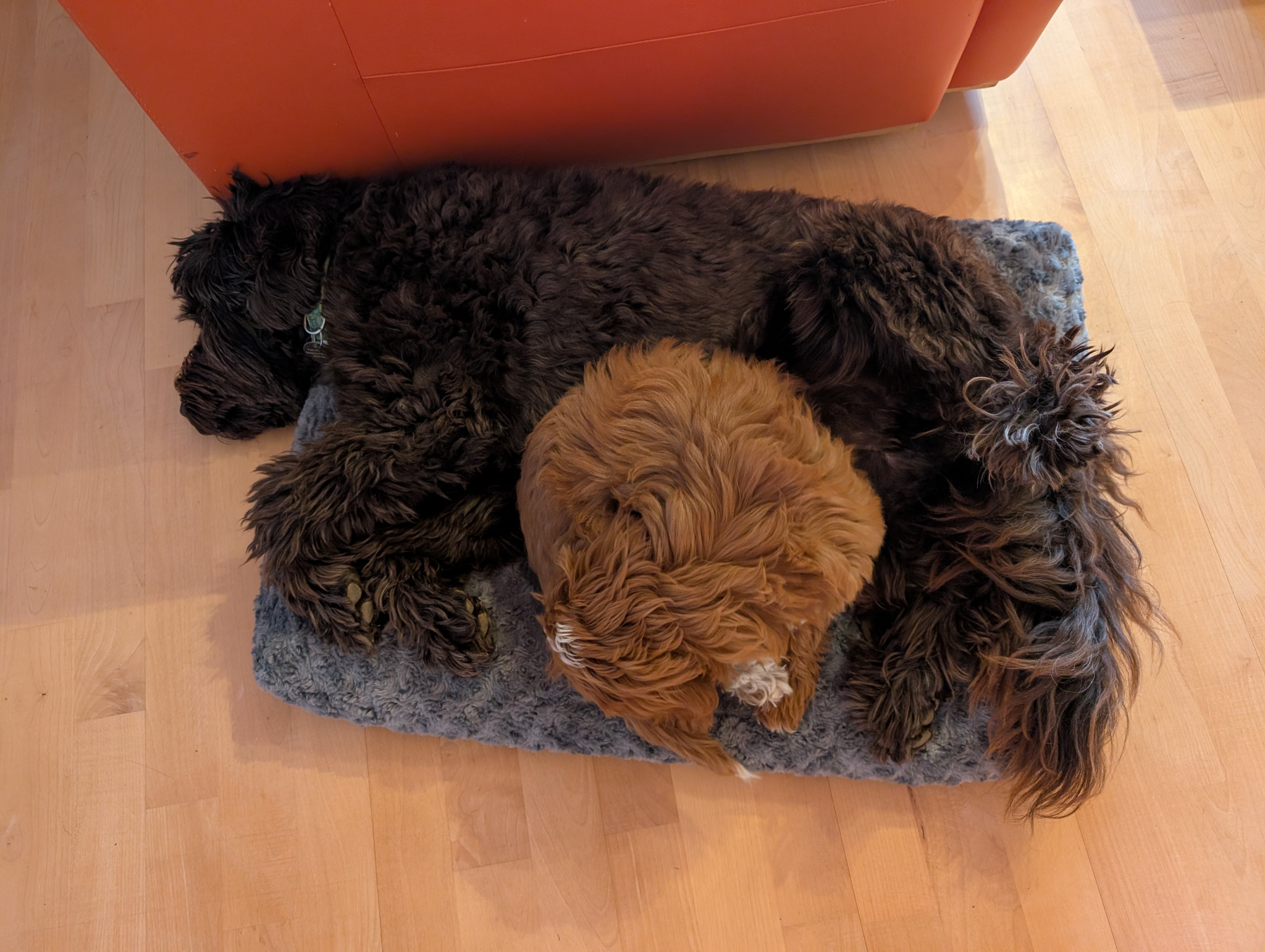 Hazel und Maroni kuscheln gemeinsam im Hundebett