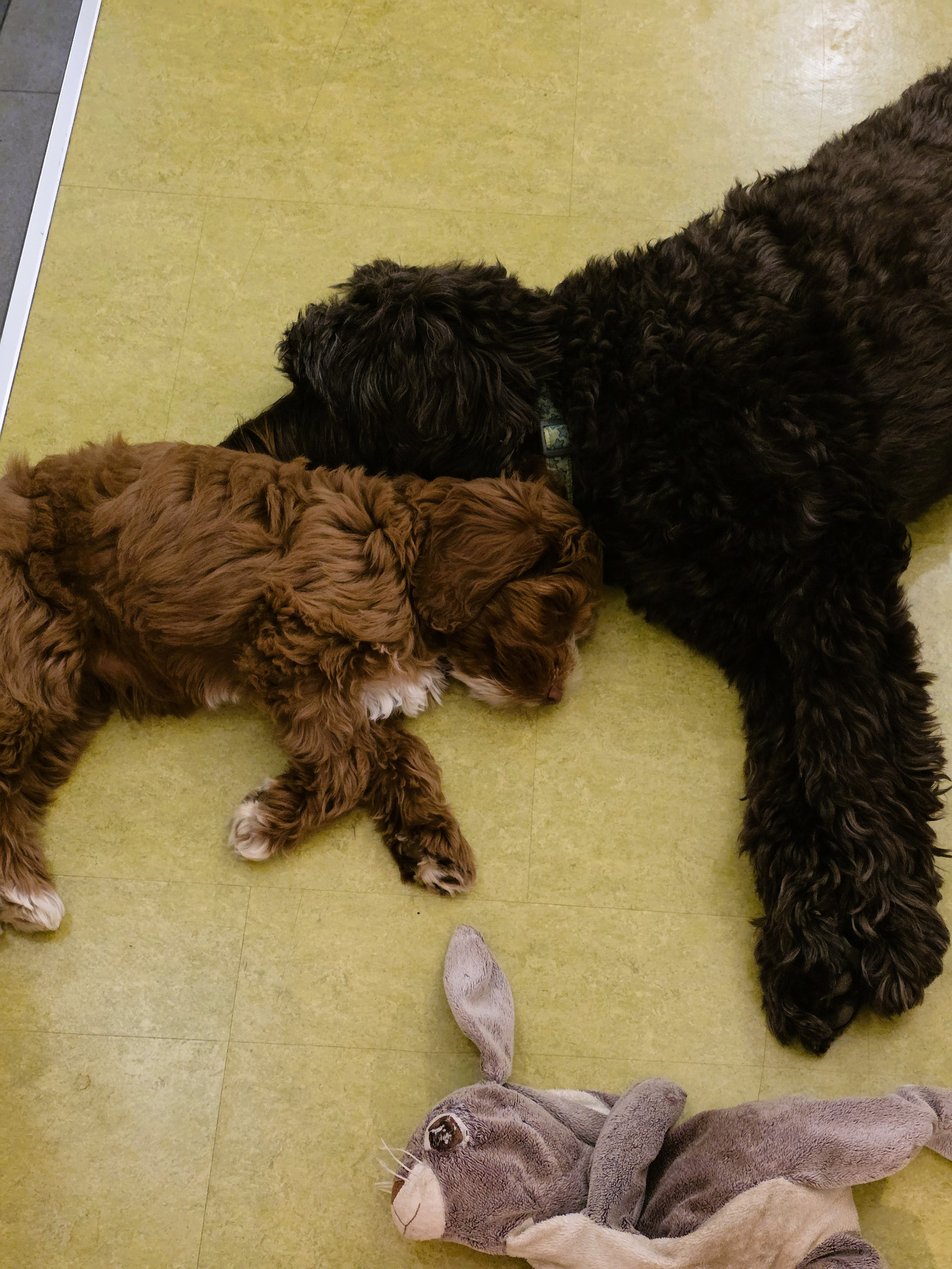 Hazel und Maroni schlafen eng aneinander