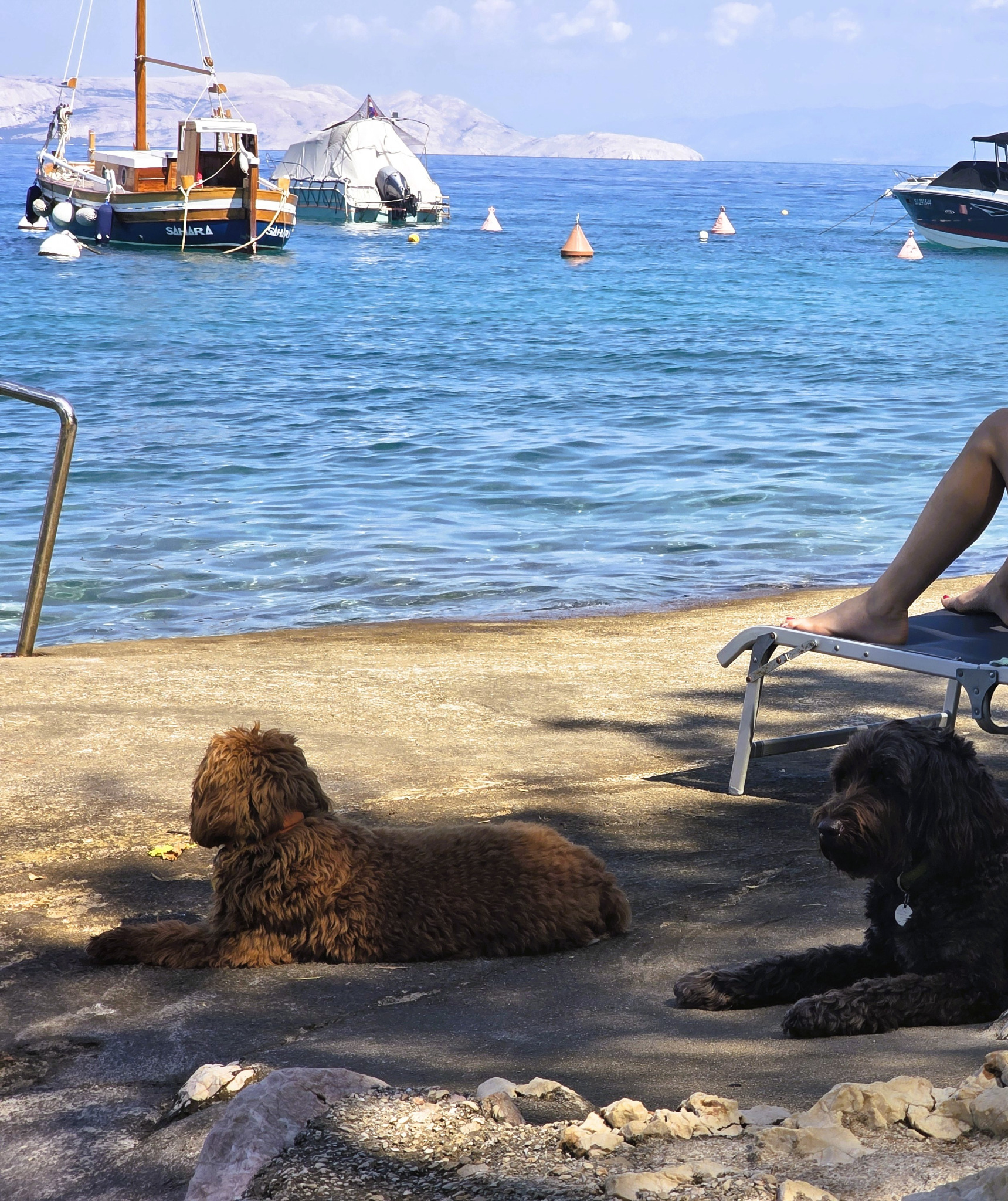 Hazel und Maroni entspannt am Meer