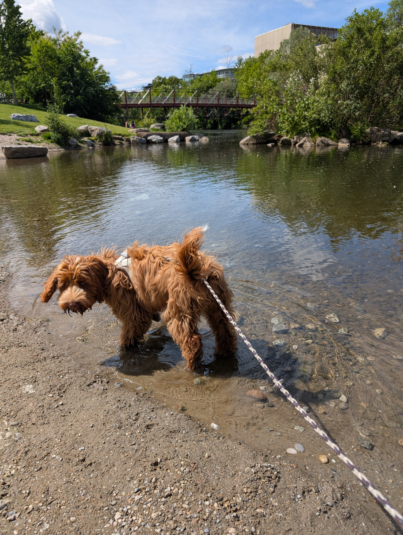 Hazel im Wasser