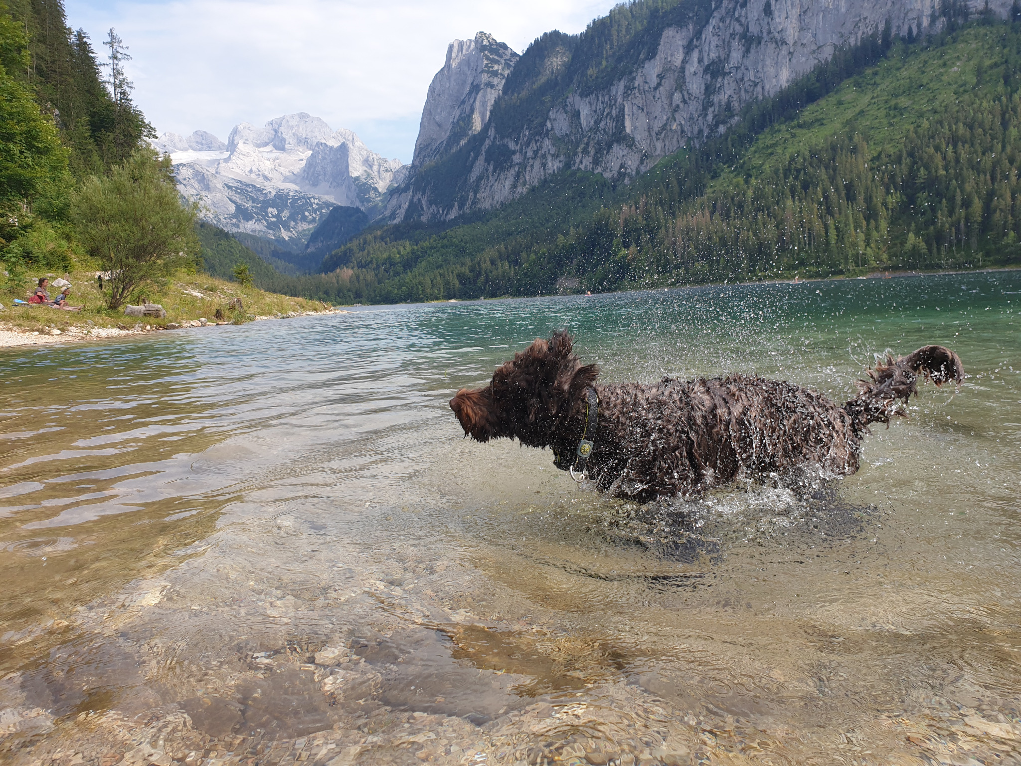 Maroni beim Schwimmen im Bergsee