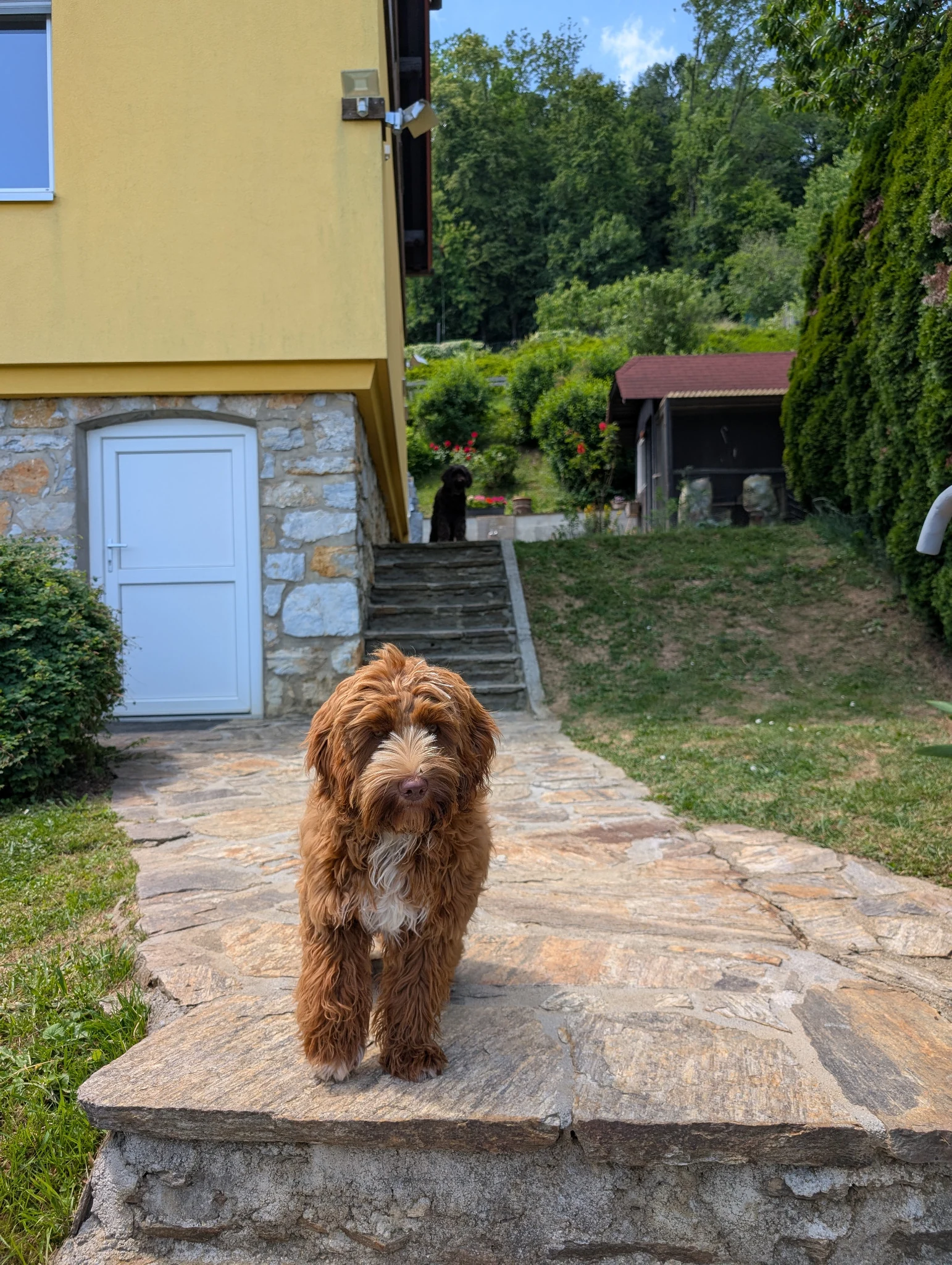Hazel im Garten zuhause in Graz
