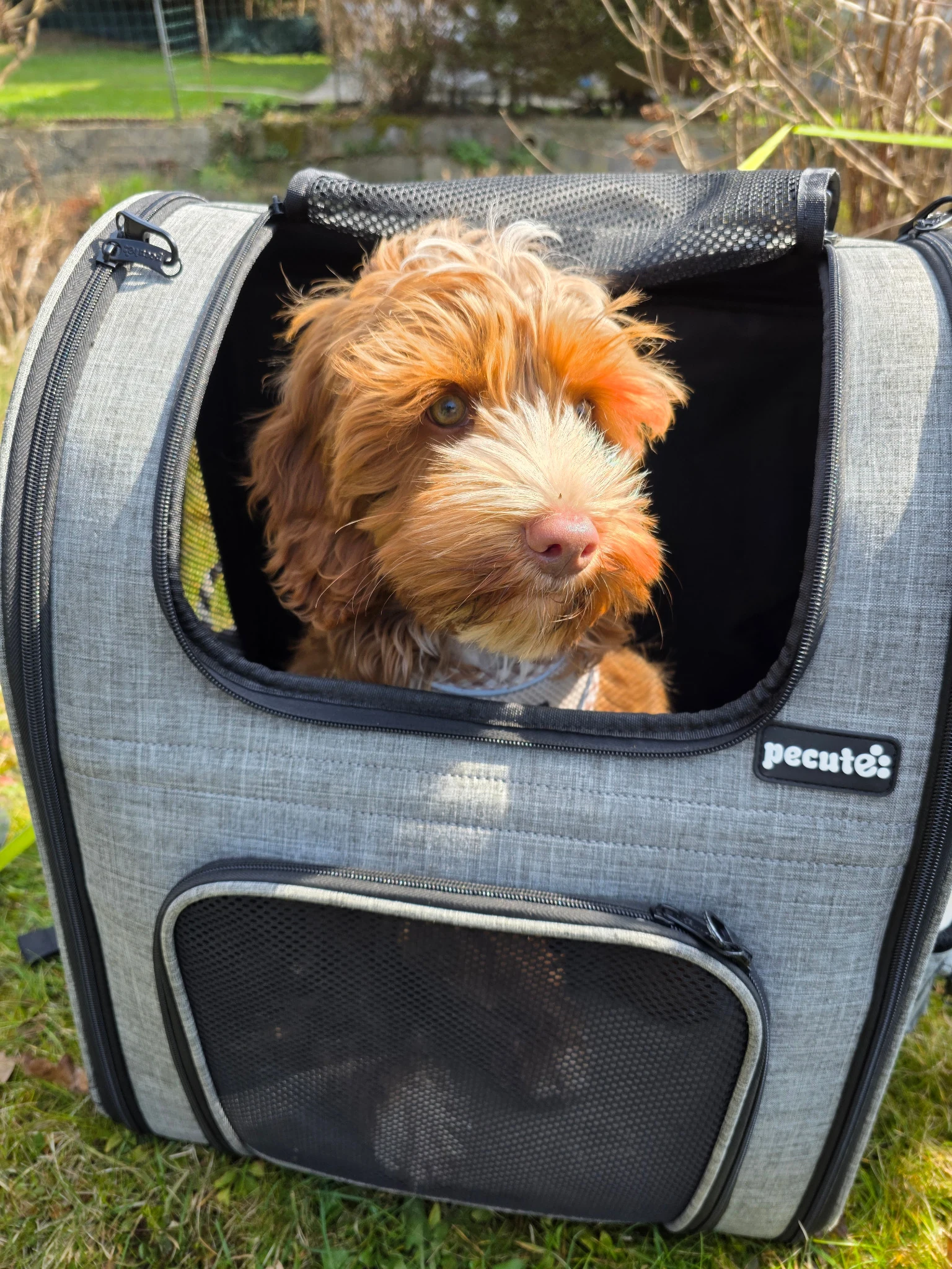 Hazel als Welpe im Hunderucksack